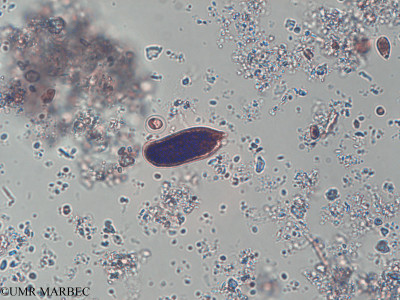 phyto/Pertuis Charentais/Tasdon_st2/PAMPAS 2019-2021/Cryptomonas curvata (TASDON_St2_140319-013).tif(copy)_thumb.jpg